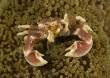 Anemone crab