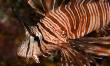Zebra Lionfish
