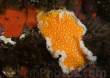 Orange peel nudibranch