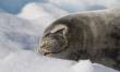 Weddel Seal1