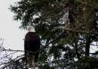 Adult and juvenile bald eagles