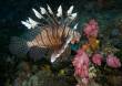 Turkey Lionfish