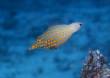 Longnose Filefish