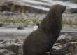 Gentoo Hiding Behind Fur Seal