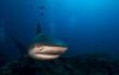 Carribean Reef Shark1
