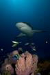 Carribean Reef Shark3