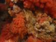 Soft coral and sculpin